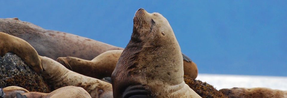 Northern Fur Seal - Ocean Connections